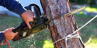 Trusted Burlington, KS Tree Removal Experts